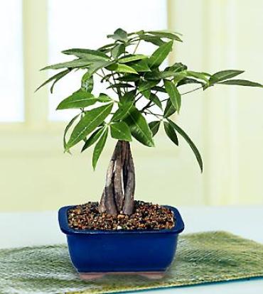Fulfilling Fortune Money Tree (small)