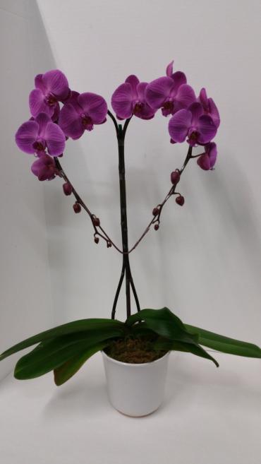 Purple Heart shape Orquid Plant