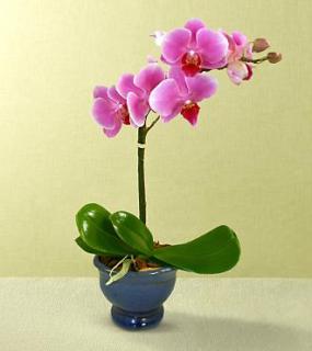 Happy Wishes Orchid (Assorted colors) Plant