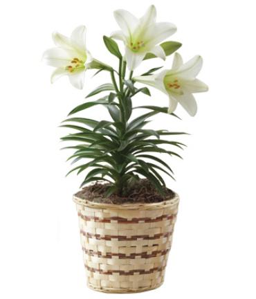 Easter Lily Plant Standard