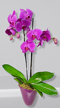 Orchid Plant (Colors Available)