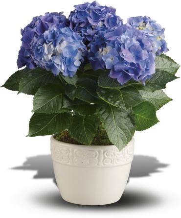 Happy Hydrangea (Assorted Colors) Plant