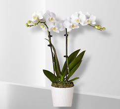 Orchid Plant (Other Colors Avail.)