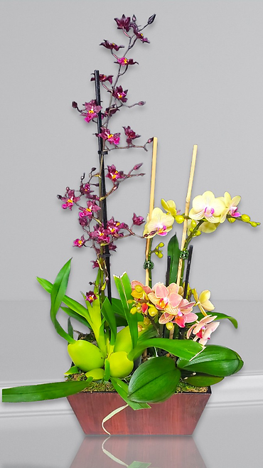Triple Orchids